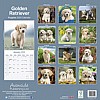 Golden Retriever Puppy Calendar